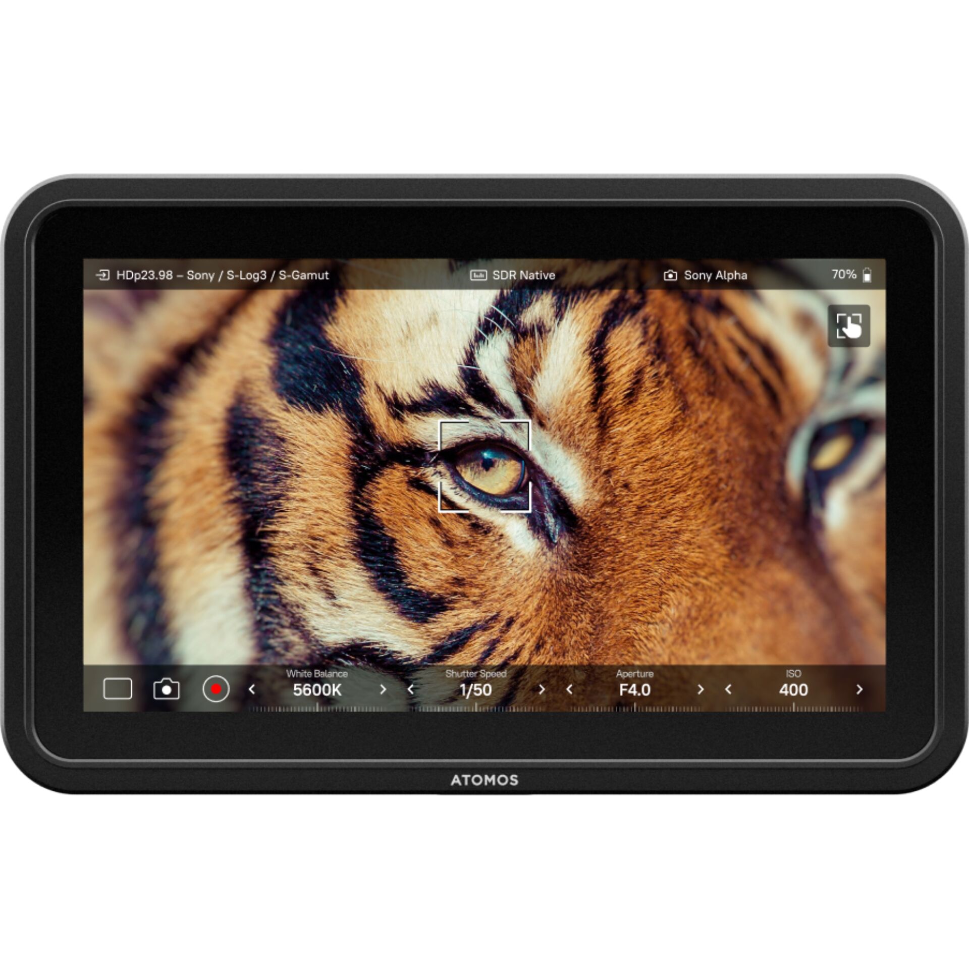 Tiger, Auge, Bildschirm, Anzeige, Monitor
