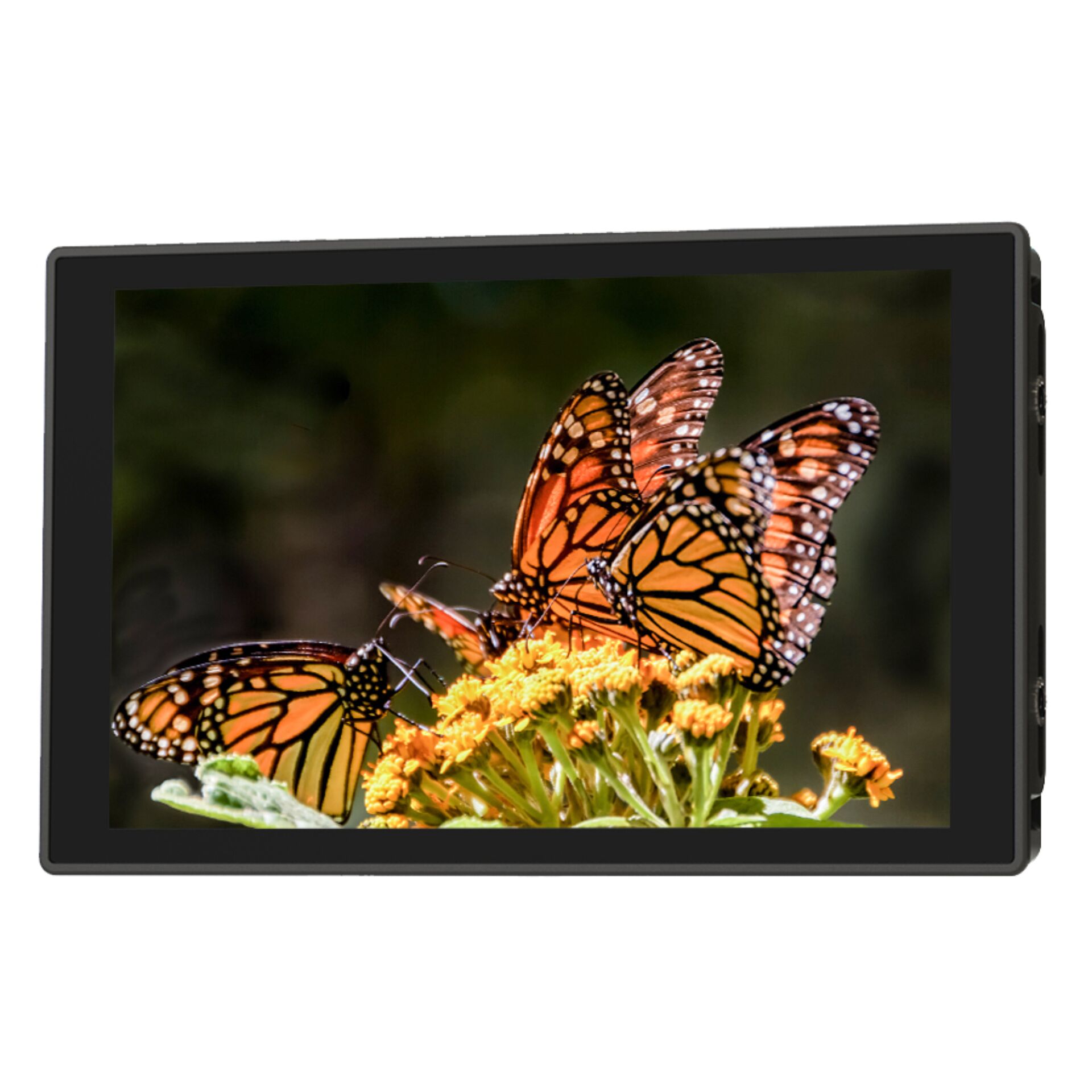 Bildschirm, Display, Monitore, Fotografie, Schmetterlinge